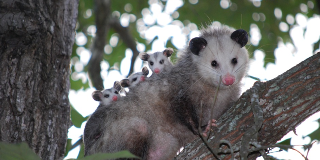 possum