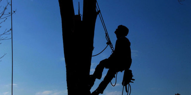 tree trimming tips