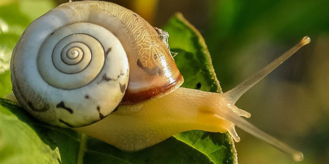snail