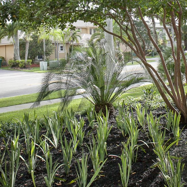 Clean and Simple Landscape idea South Florida