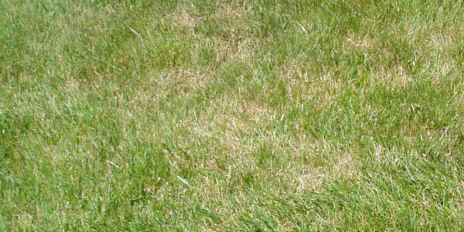 causes brown lawn