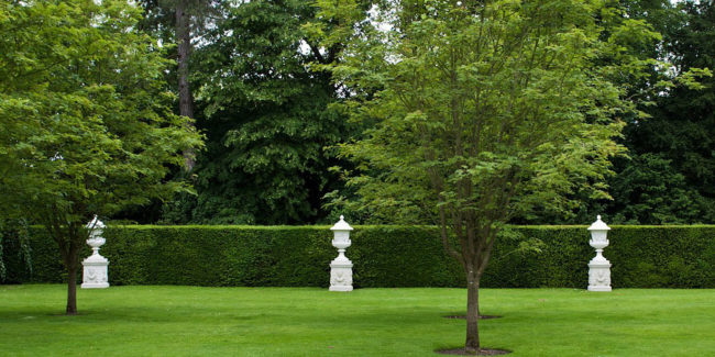 proper shrub spacing proper shrub spacing