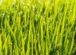 tips for green grass