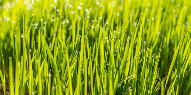 tips for green grass