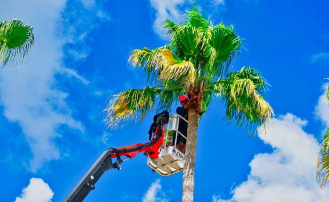 tree trimming companies south florida