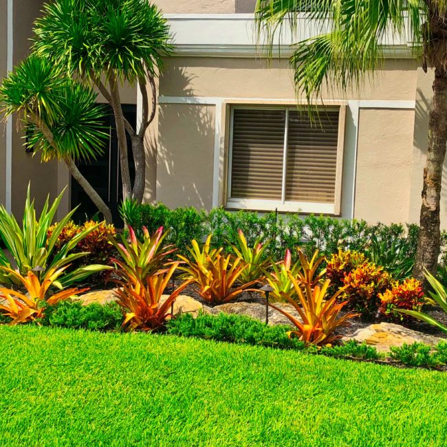 Tropical Landscape idea