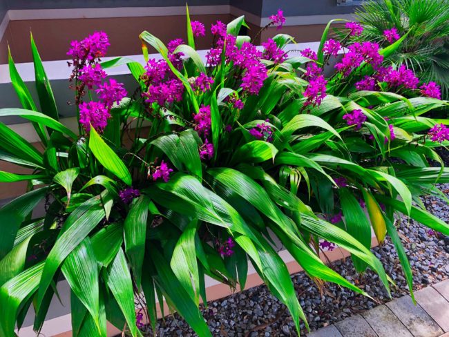 fort lauderdale landscaping front yard