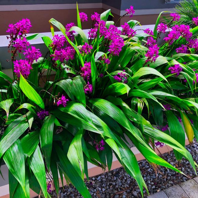 fort lauderdale landscaping front yard