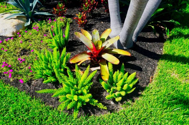 Landscaper Fort Laduerdale, FL