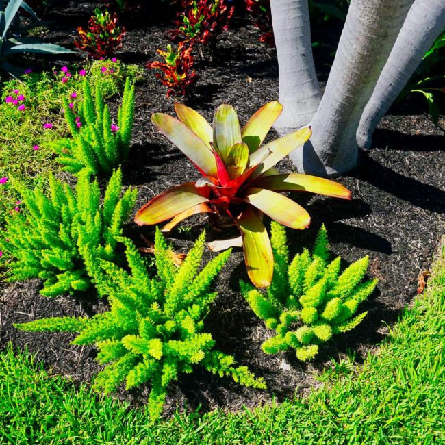 Landscaper Fort Laduerdale, FL