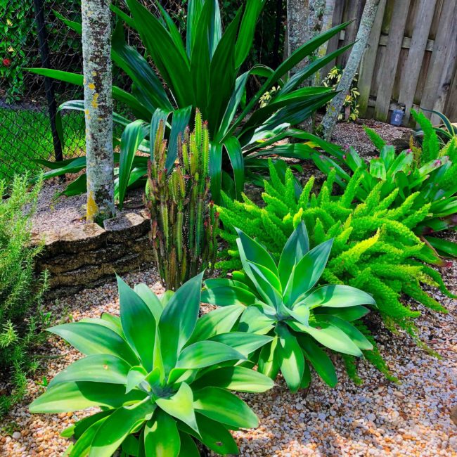 landscaping backyard miami beach fl