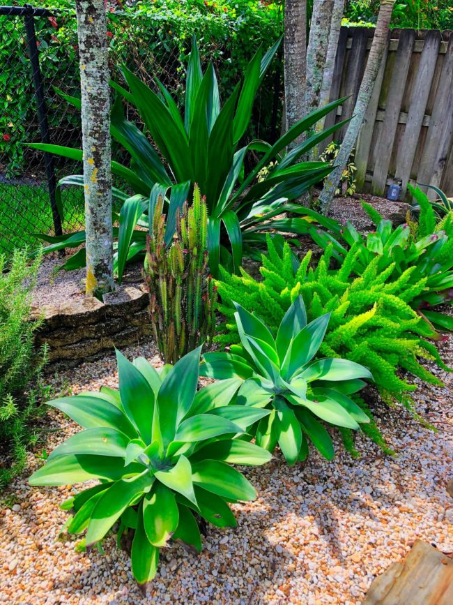 landscaping backyard miami beach fl